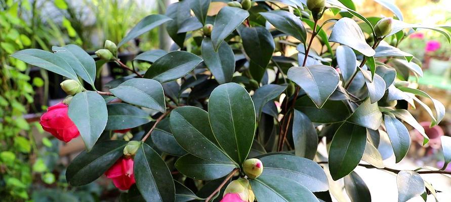 茶花能承受的最低温度是多少？如何在冬季保护茶花？