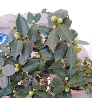 茶花能承受的最低温度是多少？如何在冬季保护茶花？