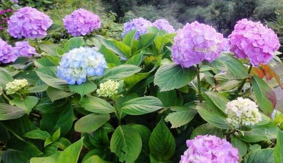 八仙花花语是什么？有哪些关于八仙花的传说故事？
