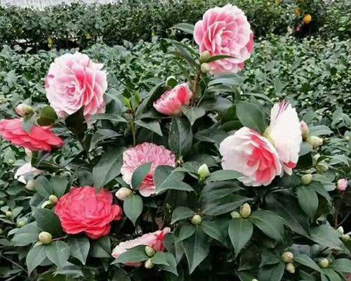 茶花耐寒多少度？如何在冬季保护茶花？