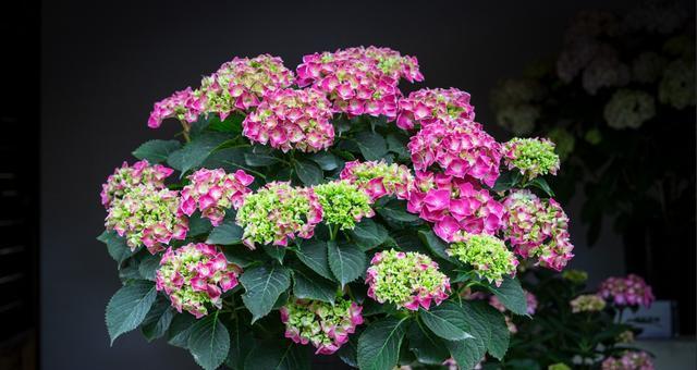 八仙花花语是什么？有哪些关于八仙花的传说故事？