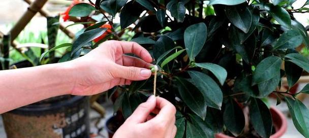 茶花能浇硫酸亚铁吗？使用硫酸亚铁的正确方法是什么？