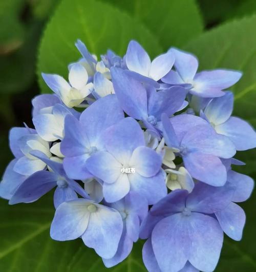 八仙花的寓意是什么？如何正确理解八仙花的象征意义？