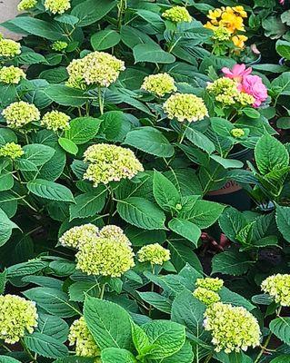 八仙花的寓意是什么？如何正确理解八仙花的象征意义？