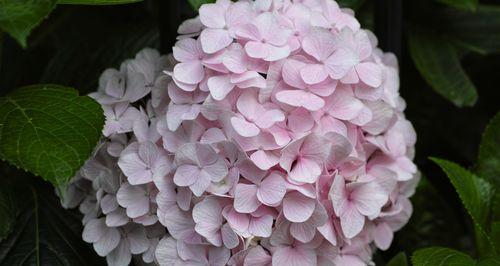 八仙花的寓意是什么？如何正确理解八仙花的象征意义？