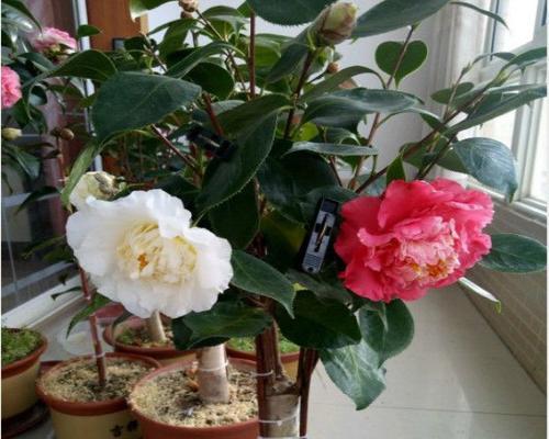 茶花能在室内养吗？室内养护茶花的注意事项是什么？