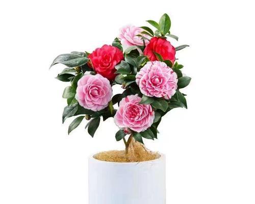 茶花能在室内养吗？室内养护茶花的注意事项是什么？