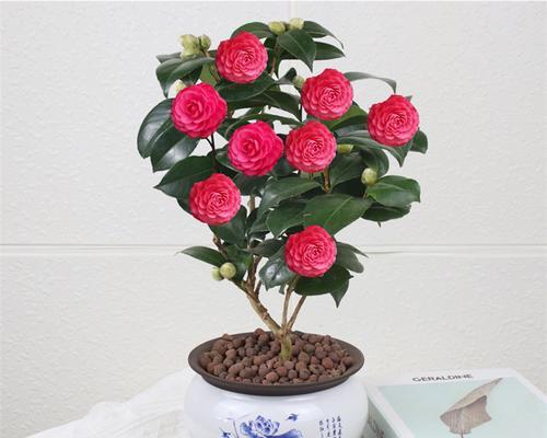 茶花能在室内养吗？室内养护茶花的注意事项是什么？