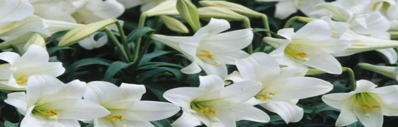 白百合的花语是什么？如何用白百合表达爱意？