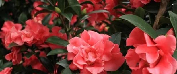 茶花怕冷还是怕热？如何正确养护茶花？