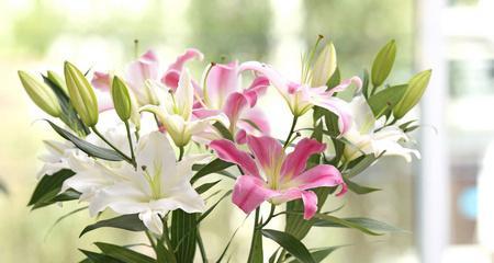 白百合花代表什么含义？白百合花象征着什么？