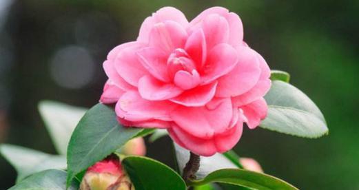 茶花冬天怕冷吗？如何防止茶花冻害？