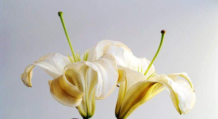 白百合花的象征意义是什么？如何正确理解白百合花的含义？