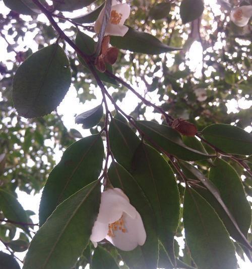茶花冬天怕冷吗？如何防止茶花冻害？
