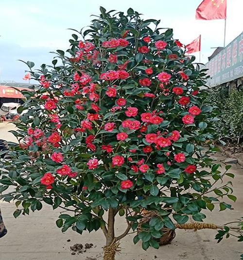 茶花冬天怕冷吗？如何防止茶花冻害？