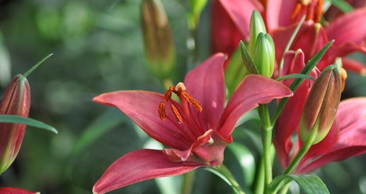 白百合花代表什么意思？如何正确理解其花语？