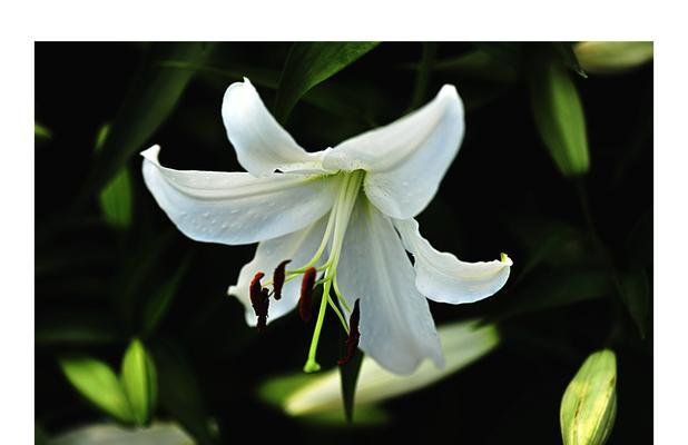 白百合花代表什么意思？如何正确理解其花语？