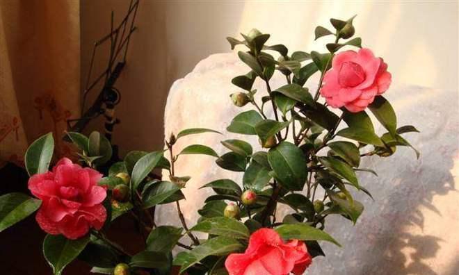 茶花是否真的怕晒太阳？如何正确养护避免晒伤？