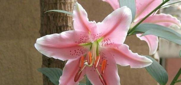 白百合花代表什么意思？如何正确理解其花语？