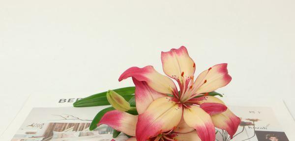 白百合花的花语有哪些含义？