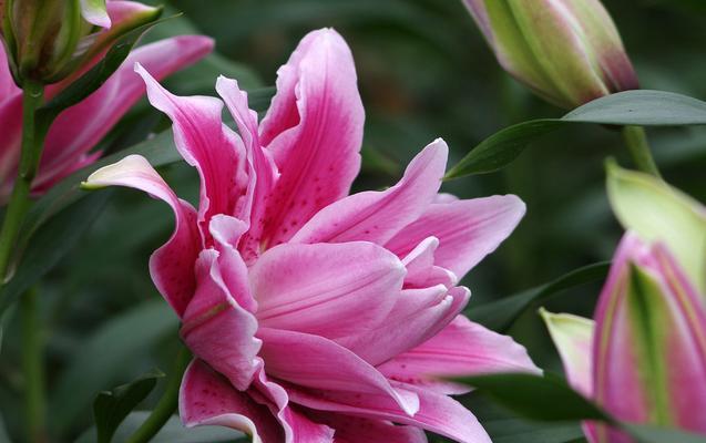 白百合花的花语有哪些含义？