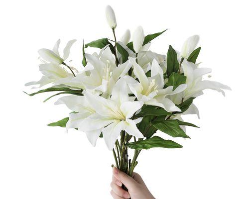 白百合花象征什么？它的寓意有哪些？