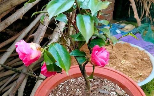 茶花配土方法是什么？种植土壤选择有哪些要点？