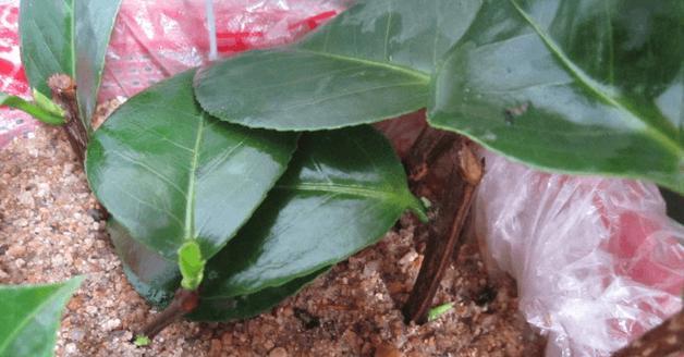 茶花配土方法是什么？种植土壤选择有哪些要点？