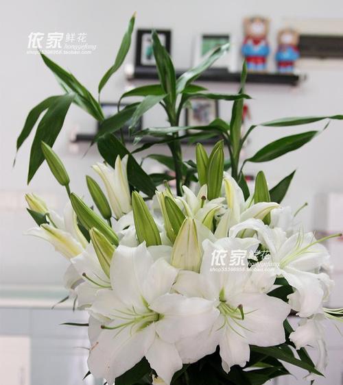 白百合花的花语是什么？如何正确表达爱意？