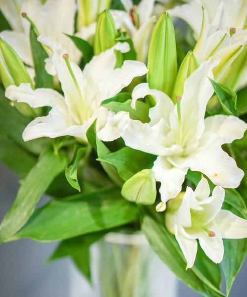 白百合花的花语是什么？如何正确表达爱意？
