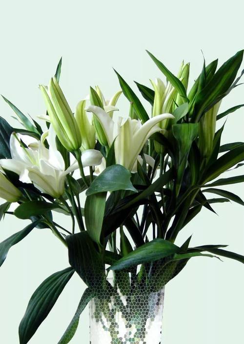 白百合花的花语是什么？如何正确表达爱意？