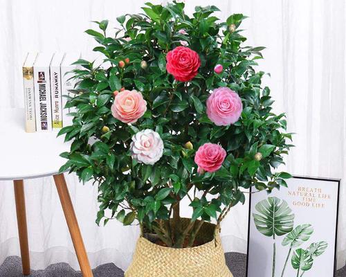 茶花盆栽怎么养殖？有哪些常见问题及解决方法？
