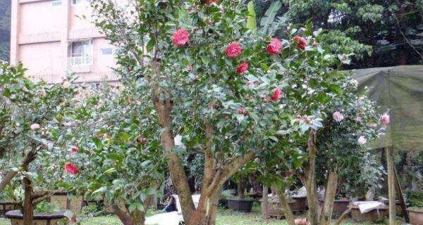 茶花盆栽怎么养殖？有哪些常见问题及解决方法？