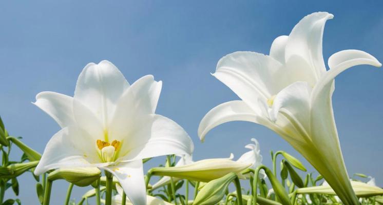 白百合花语是什么？它代表了什么意思？