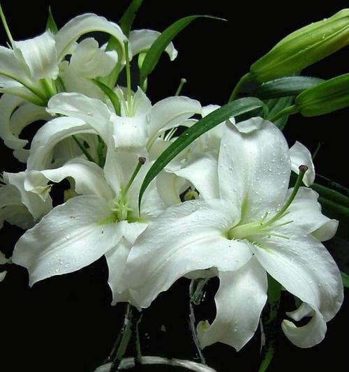 白百合花语是什么？它代表了什么意思？