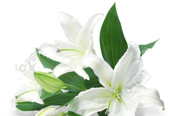 白百合花语是什么？它代表了什么意思？