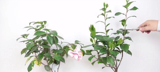 茶花扦插生根最快方法是什么？