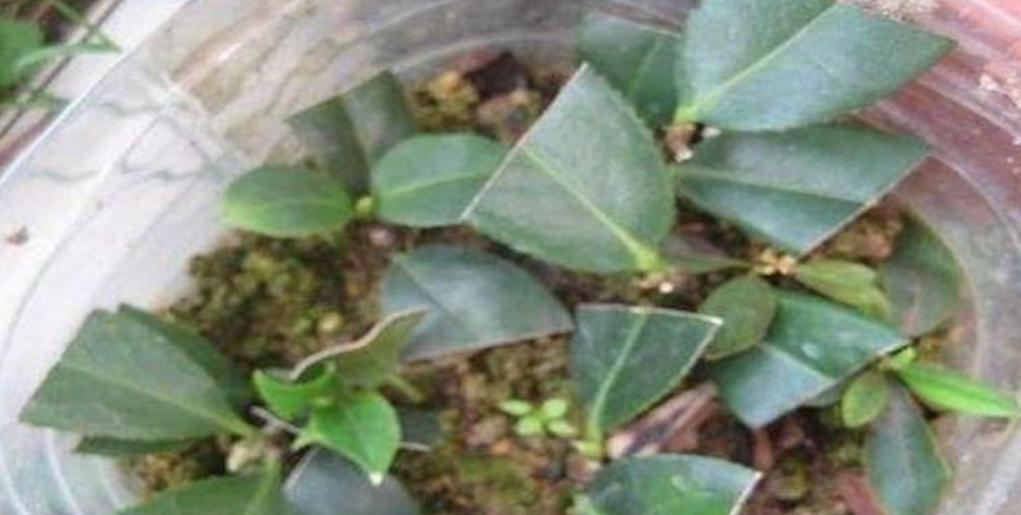 茶花扦插生根最快方法是什么？如何提高茶花扦插的成功率？