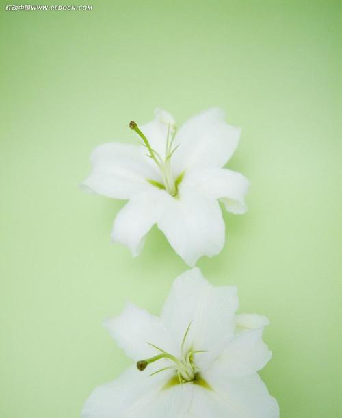 白百合花的寓意是什么？如何正确理解白百合花的象征意义？