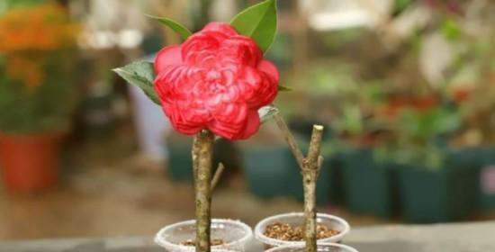 茶花扦插的最佳时间是什么时候？具体操作步骤有哪些？
