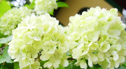 白茶花的花语是什么？如何正确解读白茶花的含义？