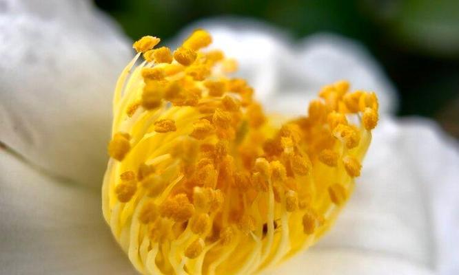 白茶花的花语是什么？如何正确解读白茶花的含义？
