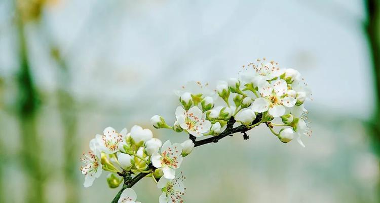 白茶花的花语是什么？如何正确解读白茶花的含义？