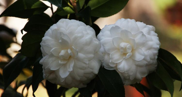 白茶花花语是什么？如何用白茶花表达情感？