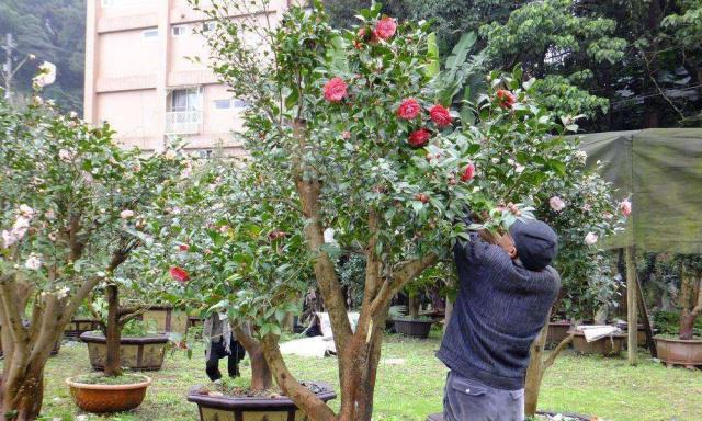 茶花秋天移栽可行吗？秋季移栽的成活率是多少？