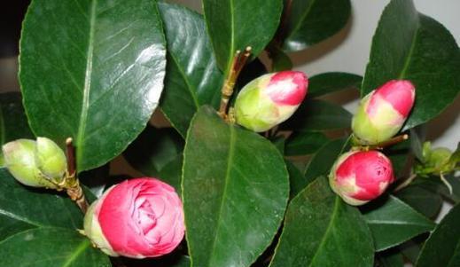 茶花秋天移栽可行吗？秋季移栽的成活率是多少？