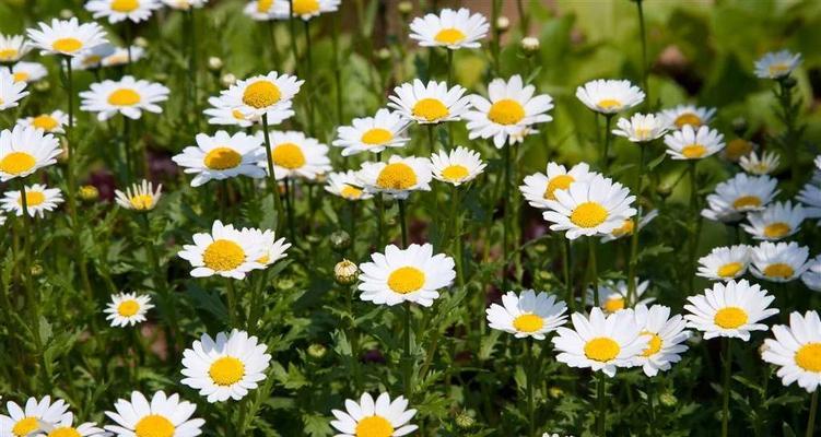 白雏菊代表什么？它的花语和寓意有哪些常见问题解答？
