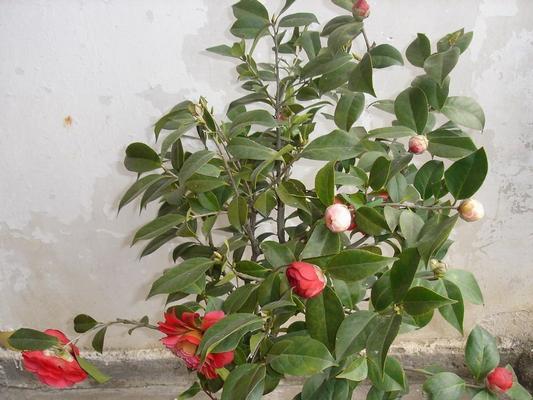 茶花秋天移栽可行吗？秋季移栽的成活率是多少？