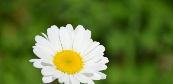 白雏菊代表什么？它的花语和寓意有哪些常见问题解答？