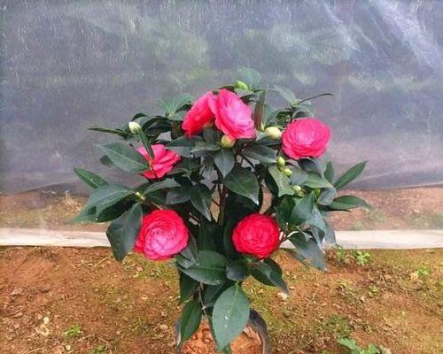 茶花如何快速开花？掌握这些技巧轻松实现！